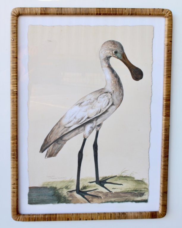 White Hornbill Picture Cane Frame